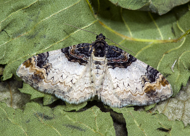 Catarhoe cuculata, Geometridae